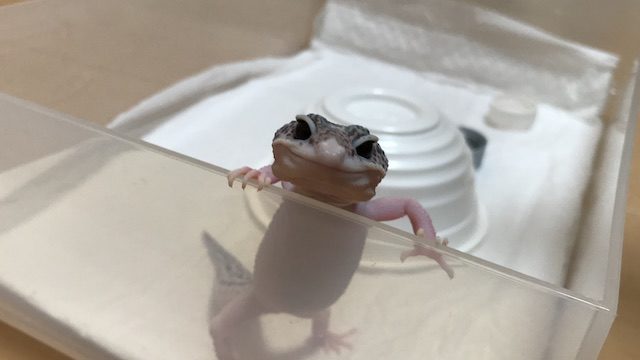 ヒョウモントカゲモドキは人間に懐く とっても可愛い爬虫類です You Reptiles Com