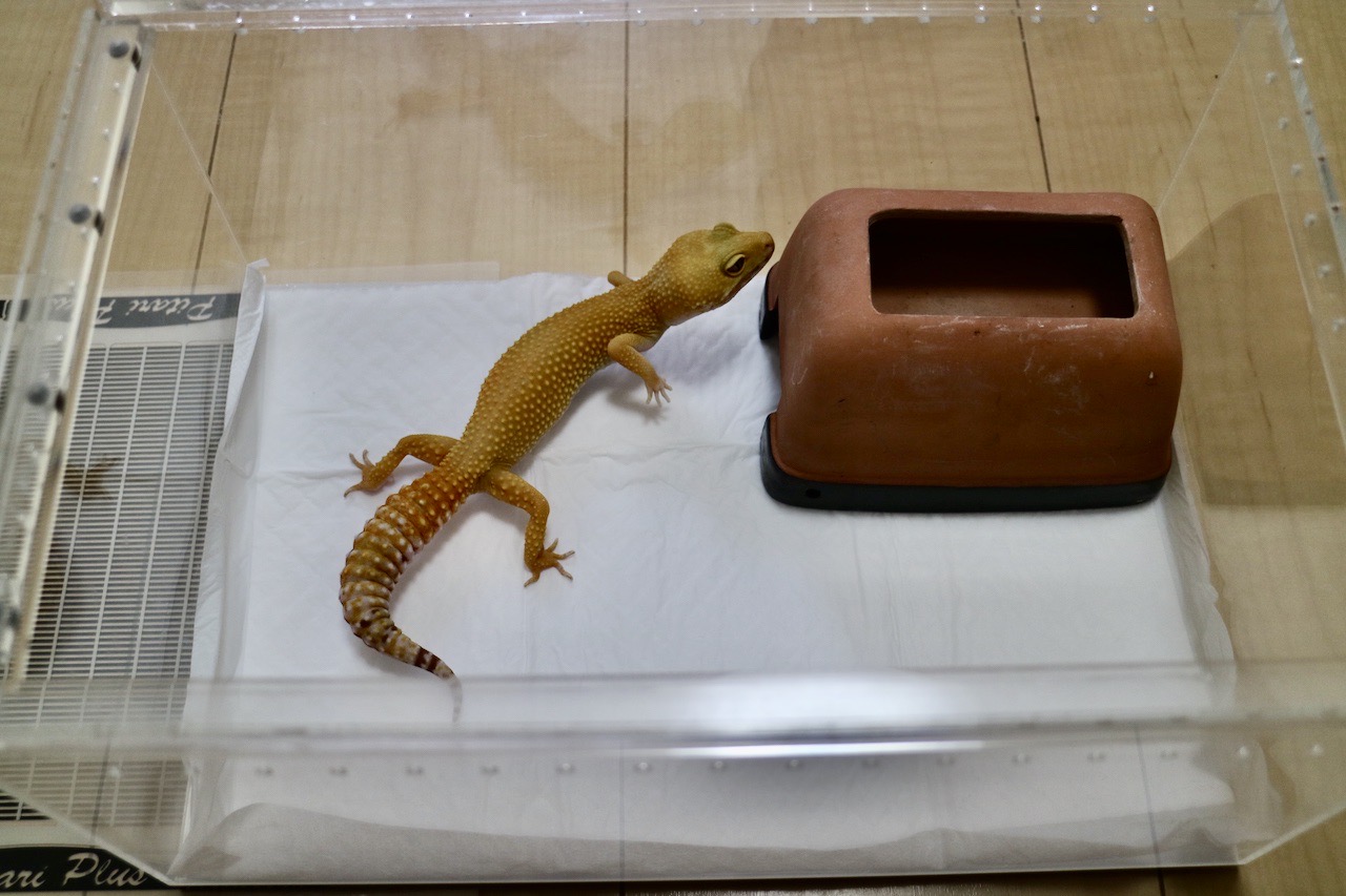 ヒョウモントカゲモドキ飼育におすすめなグッズをご紹介 飼育用品からレイアウトまで You Reptiles Com