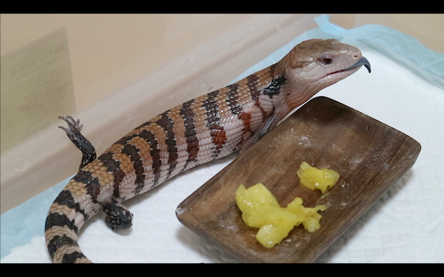 写真なし】爬虫類飼育中のコバエ被害！被害に合っていない人も必見です 