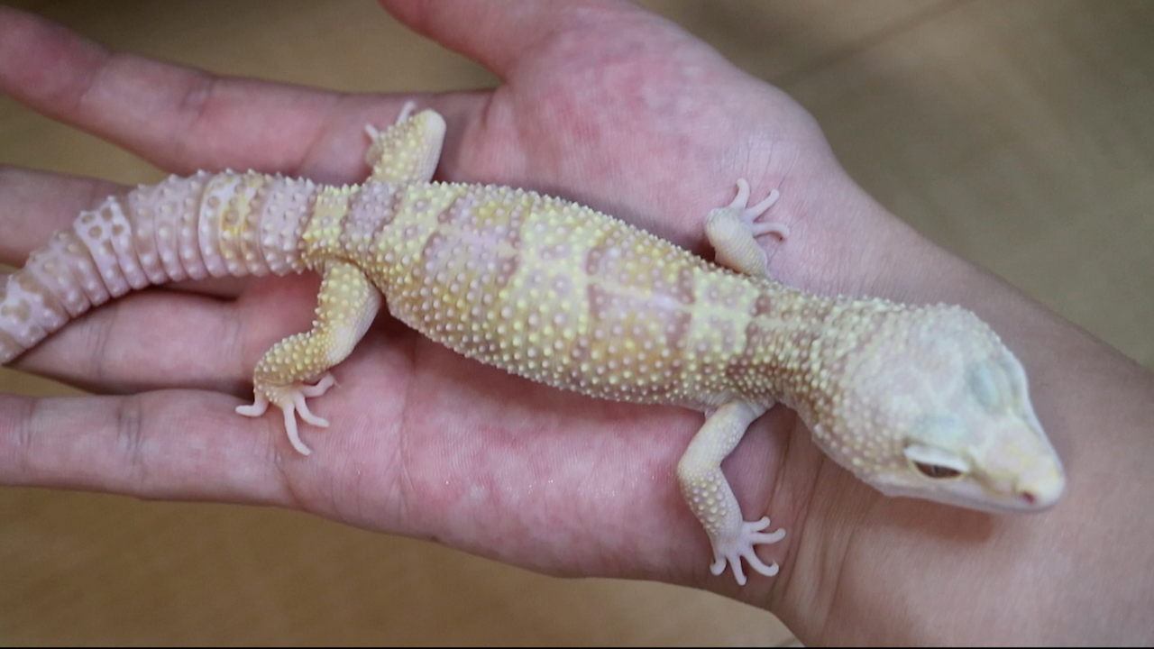 レオパのハンドリングっていつからしても良い 正しい方法とは You Reptiles Com