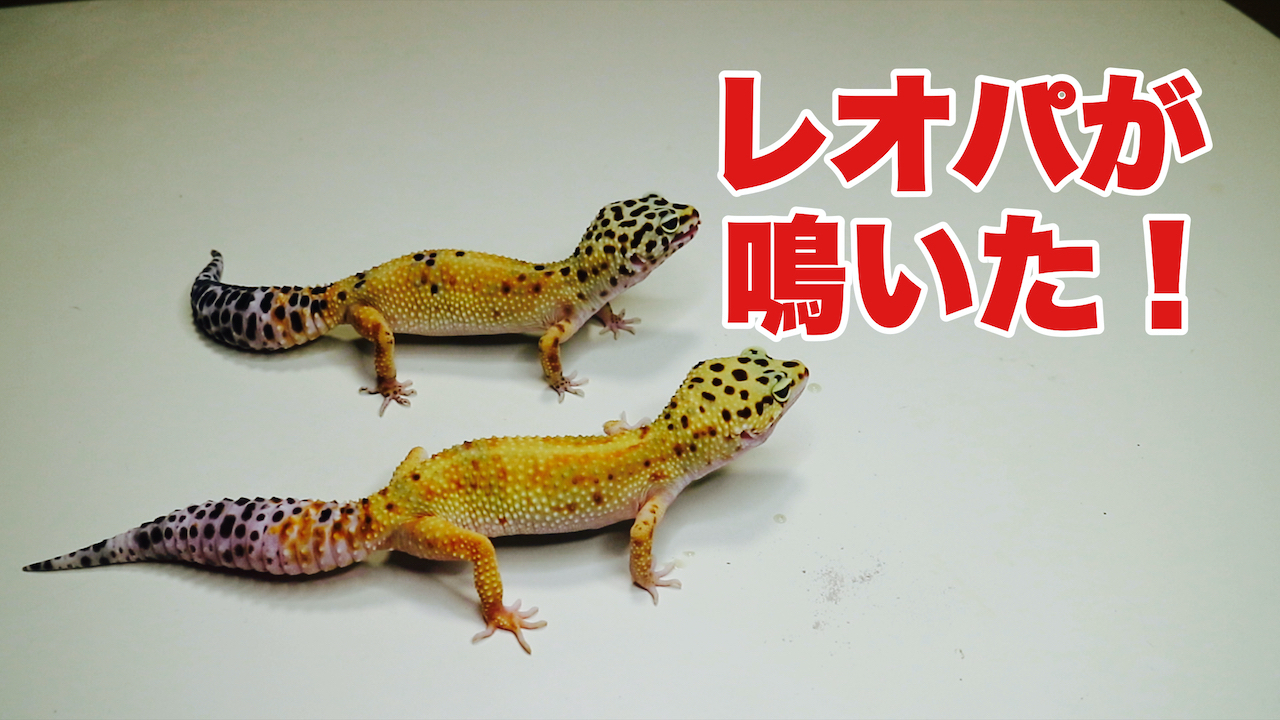 レオパードゲッコーの鳴き声ってどんなの You Reptiles Com レオパードゲッコーの鳴き声ってどんなの You Reptiles Com