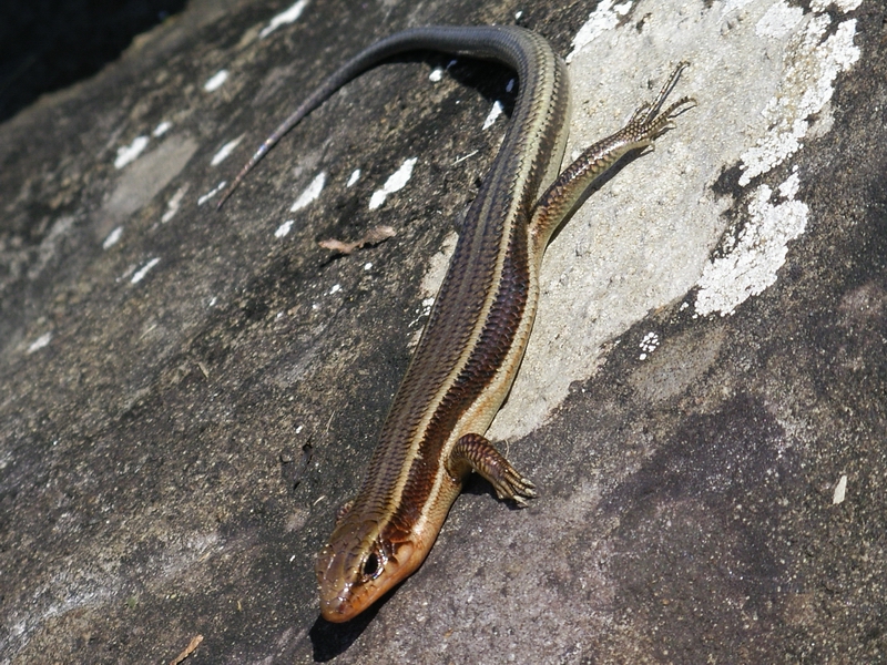 ニホントカゲの飼い方 必要なケージや照明器具などについて You Reptiles Com