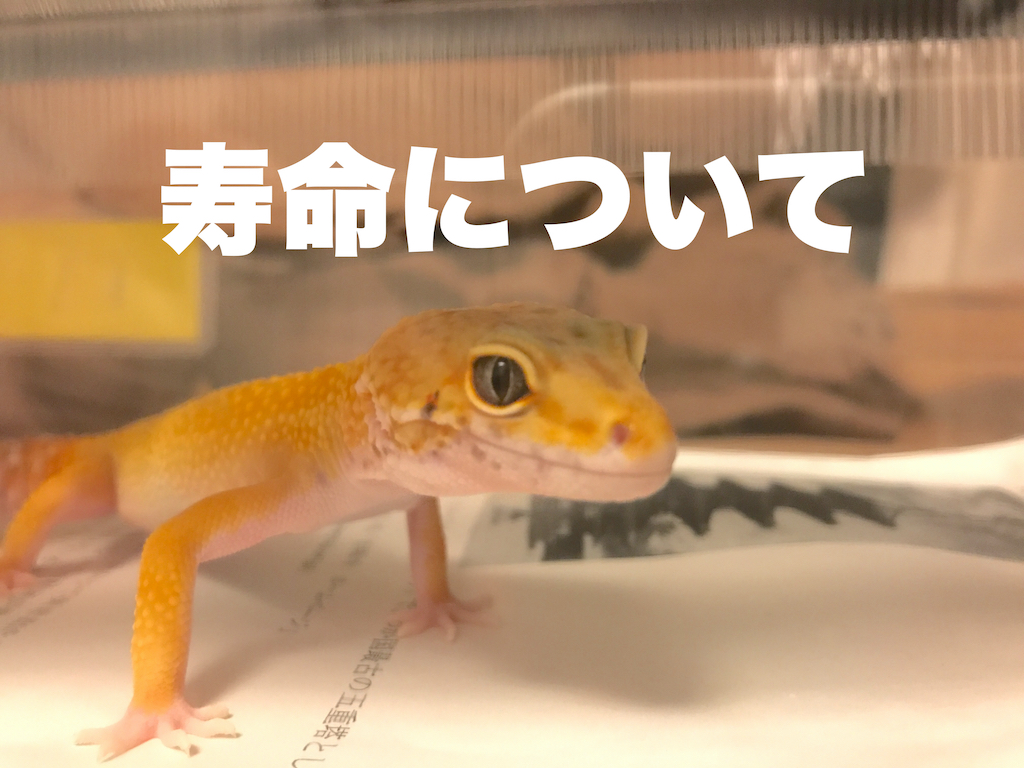 ヒョウモントカゲモドキの寿命は10年以上 最高で29年生きた実績も 長生きの秘訣とは You Reptiles Com