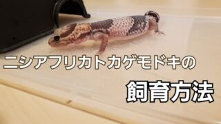 ニシアフ飼育方法