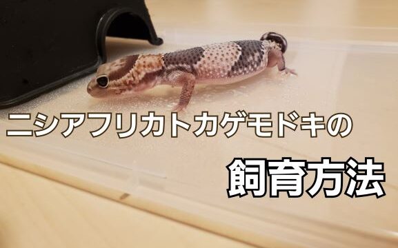 ニシアフ飼育方法