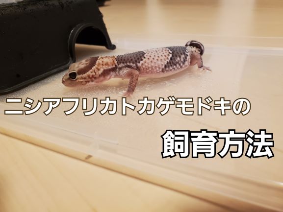 ニシアフ飼育方法