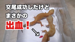 ニシアフリカトカゲモドキの飼育に必要な物品を紹介 オススメのケージや床材など You Reptiles Com