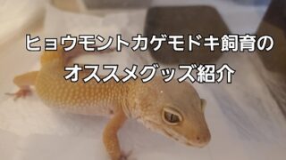 ニホンヤモリの飼い方 おすすめのケージや餌などについて You Reptiles Com