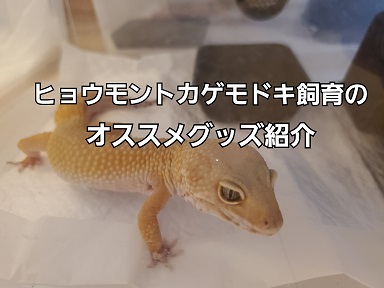 ヒョウモントカゲモドキ飼育におすすめなグッズをご紹介 飼育用品からレイアウトまで You Reptiles Com