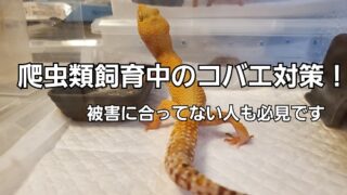 コバエ対策