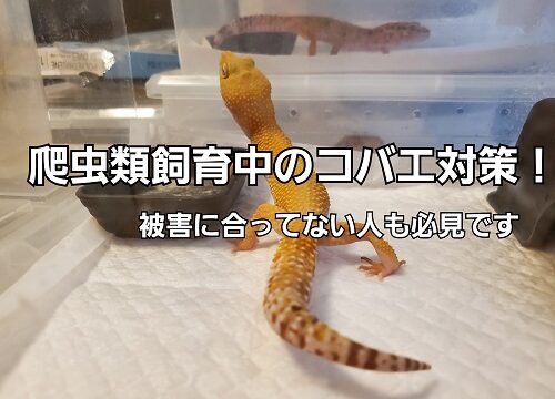 コバエ対策