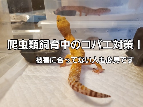 写真なし 爬虫類飼育中のコバエ被害 被害に合っていない人も必見です 知っておくべき原因や対策 You Reptiles Com