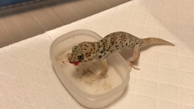 初心者向けの一般的なペットヤモリの種類