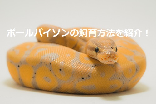初心者 ボールパイソンの飼育環境について紹介 餌の頻度は 気を付けたい事など You Reptiles Com 初心者 ボールパイソンの飼育環境について紹介 餌の頻度は 気を付けたい事など You Reptiles Com