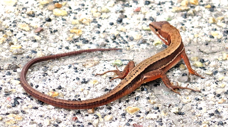 ニホンカナヘビの飼い方 基本的な飼育方法と必要な用品について You Reptiles Com