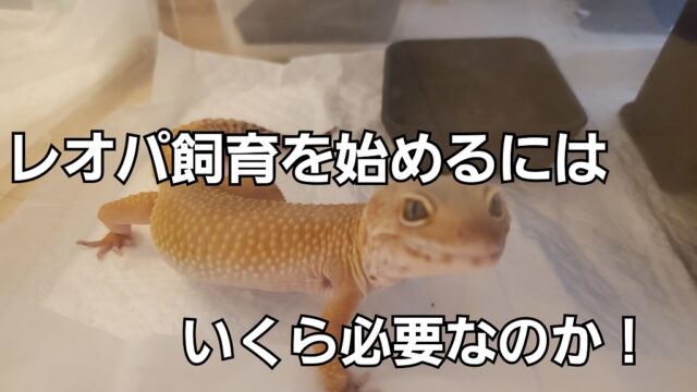 レオパ飼育費用