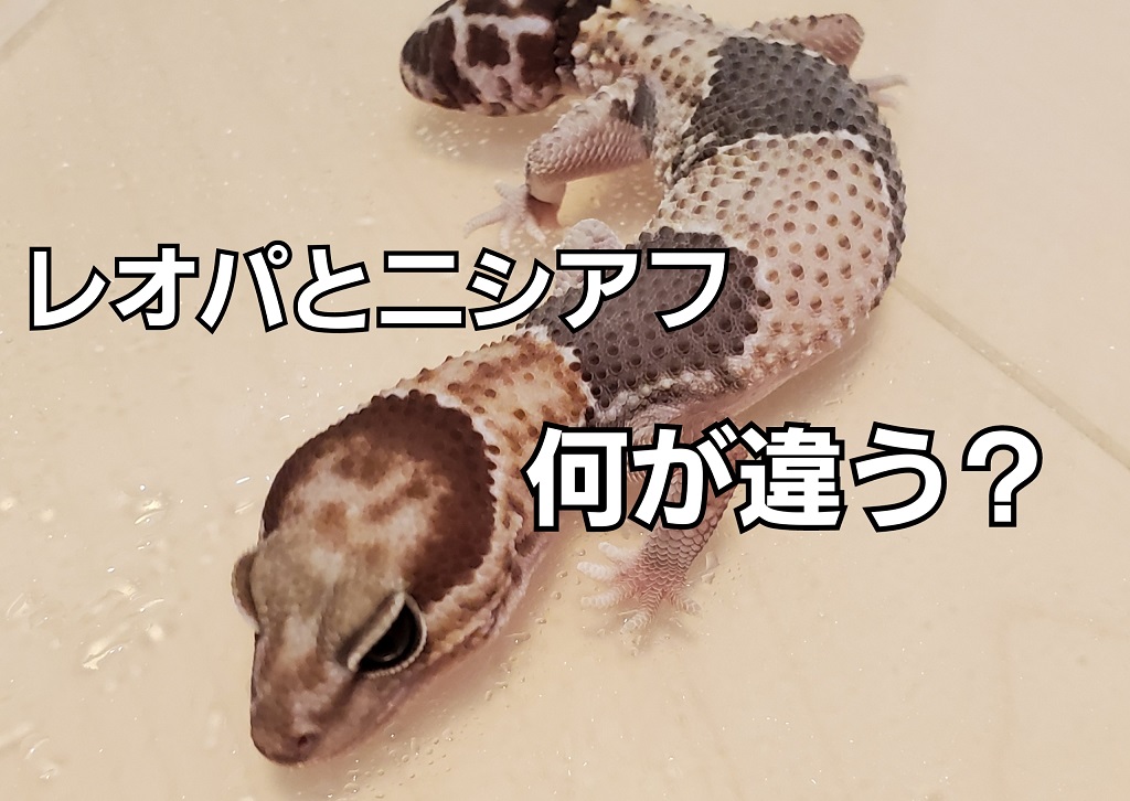 レオパとニシアフの違いを比較！見た目や飼育環境の違いは