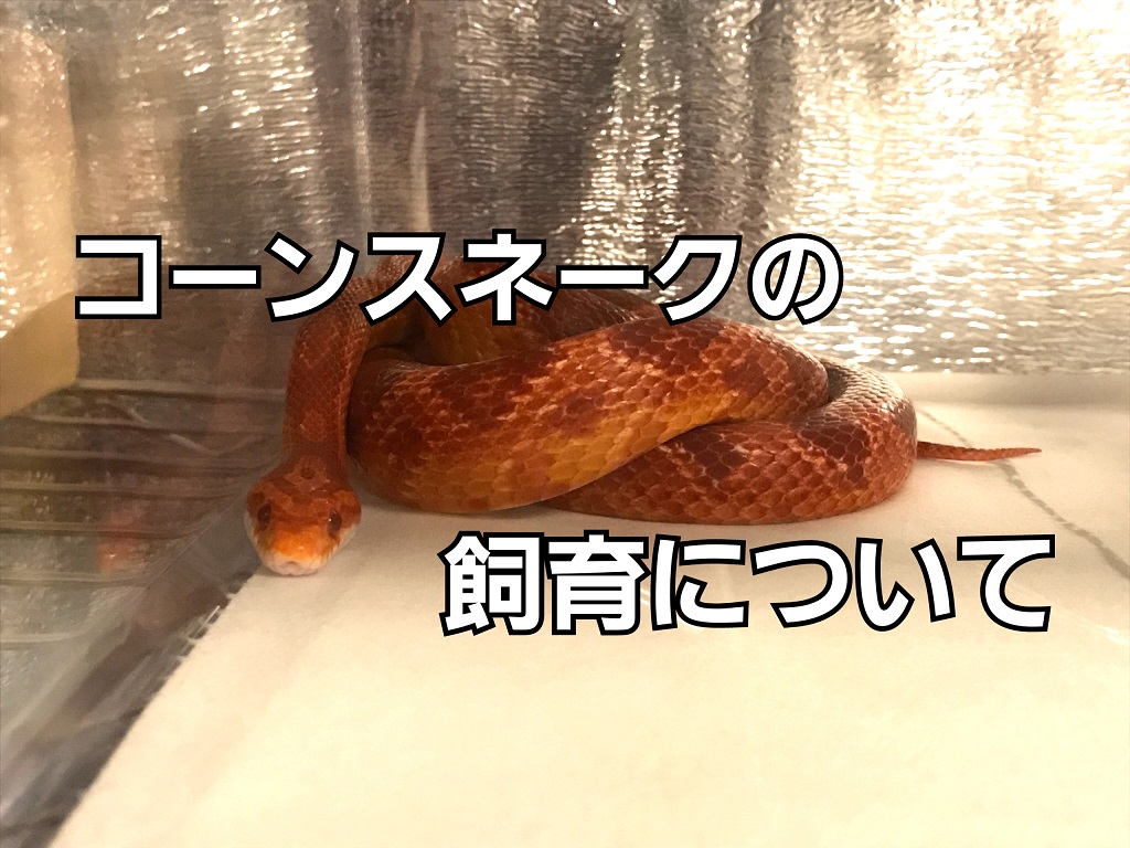初心者向け】コーンスネークの飼い方！おすすめの用品や飼育のポイント